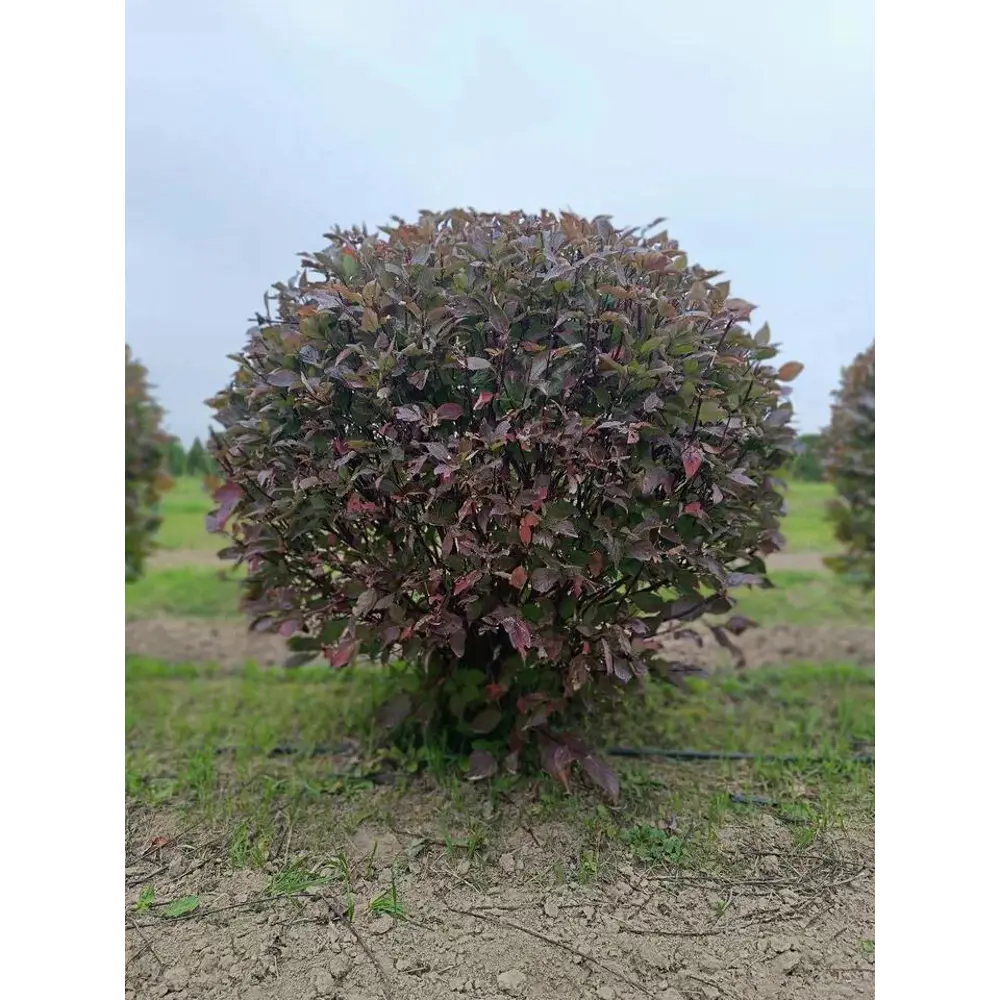 Дерен белый Кессельринги ø95 h125 - 150 см Santreyd STLM-2086809