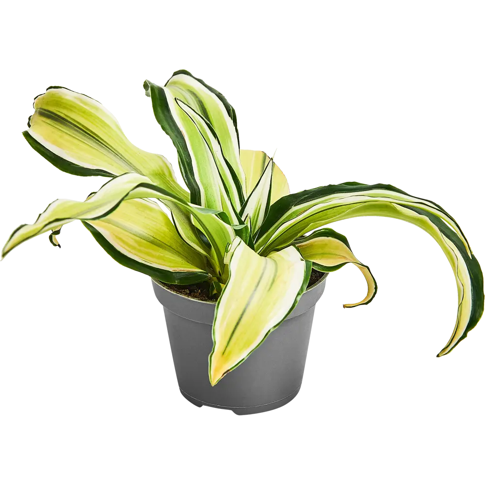 Santreyd Драцена Драгонтри микс — изящное растение с резными листьями 87819512 STLM-0075863 - Вид №2