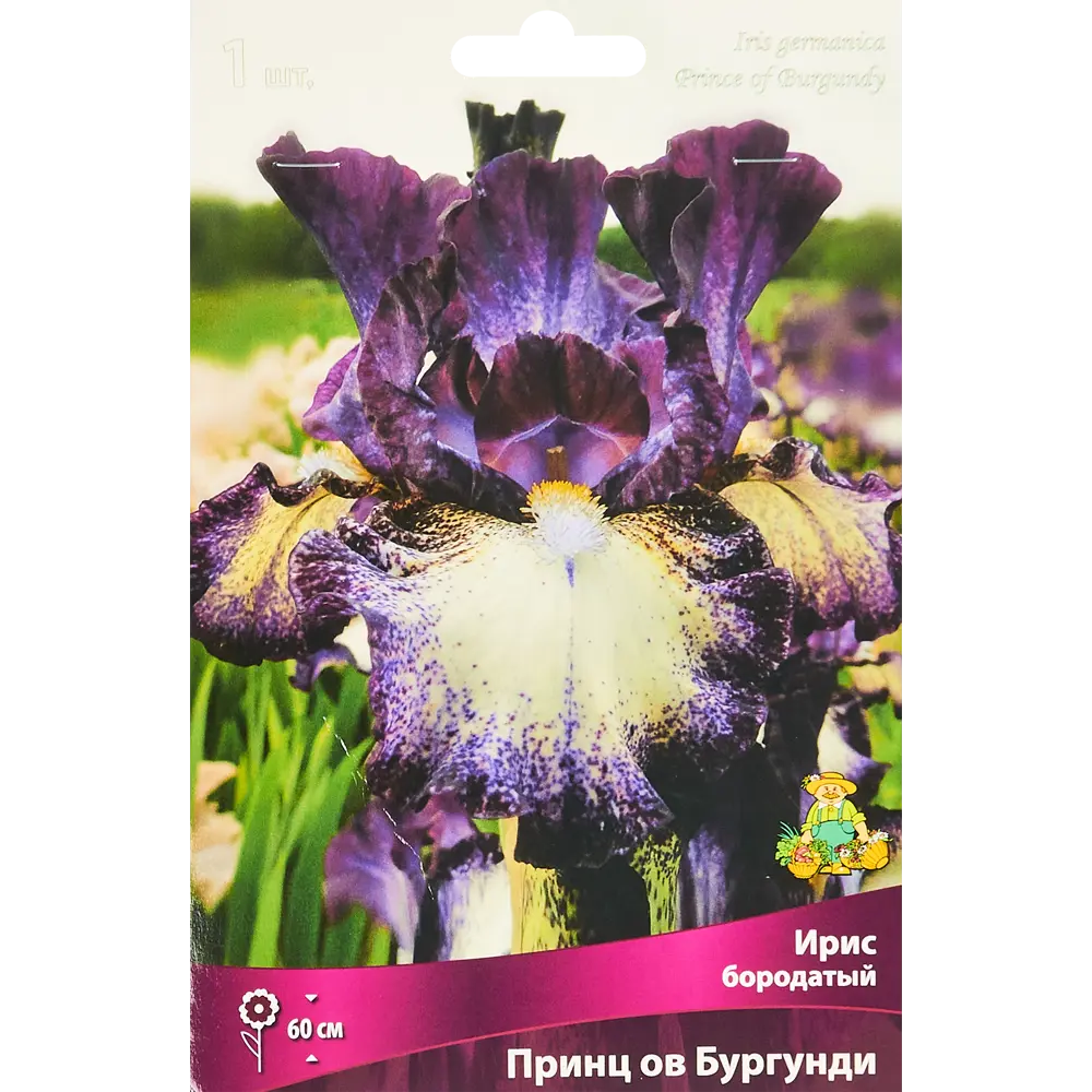Ирис бородатый Принц Ов Бургунди ПОИСК STLM-2092356