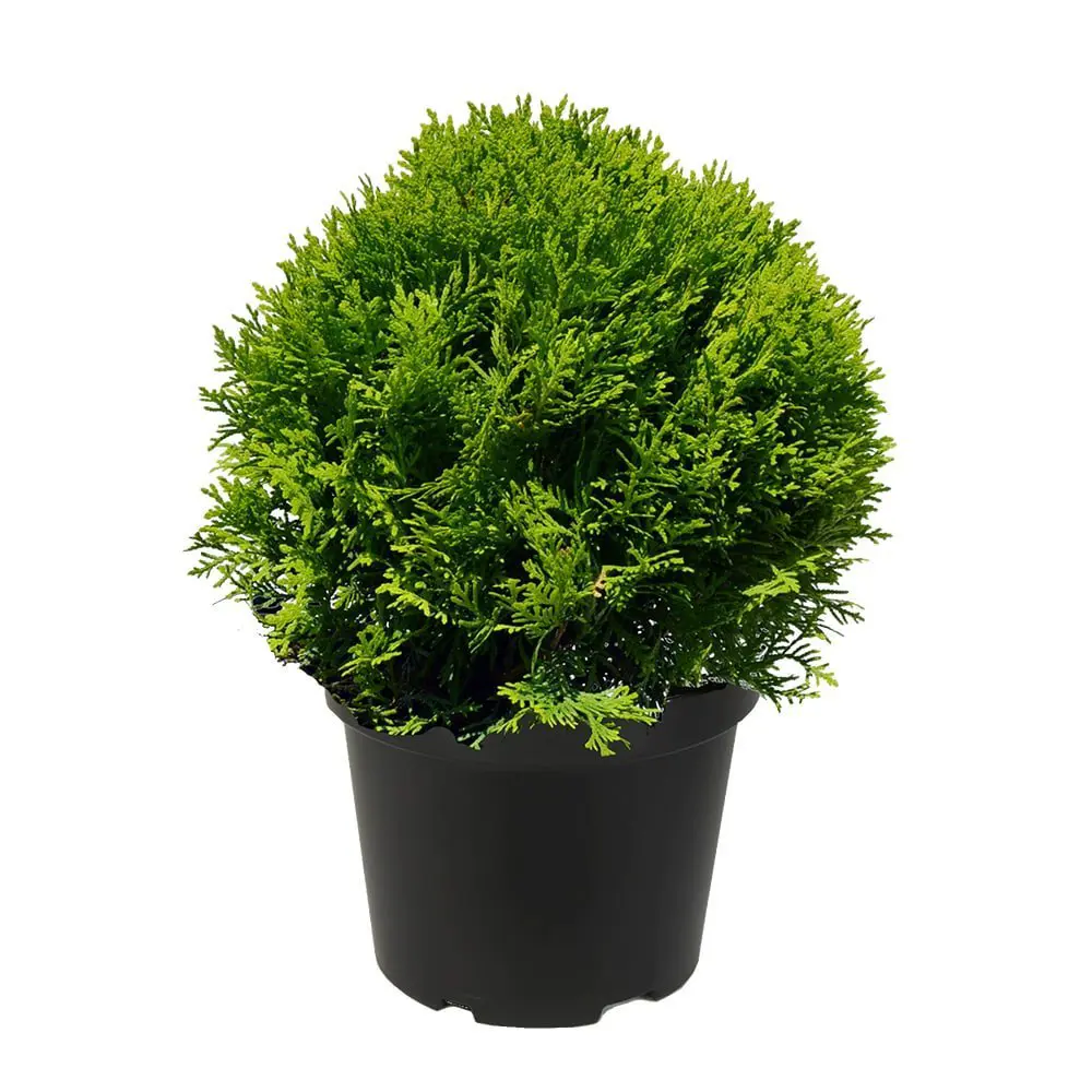 Туя западная Даника ø19 h20 см 89465485 STLM-2034578 PLANTMARKET  - Вид №1
