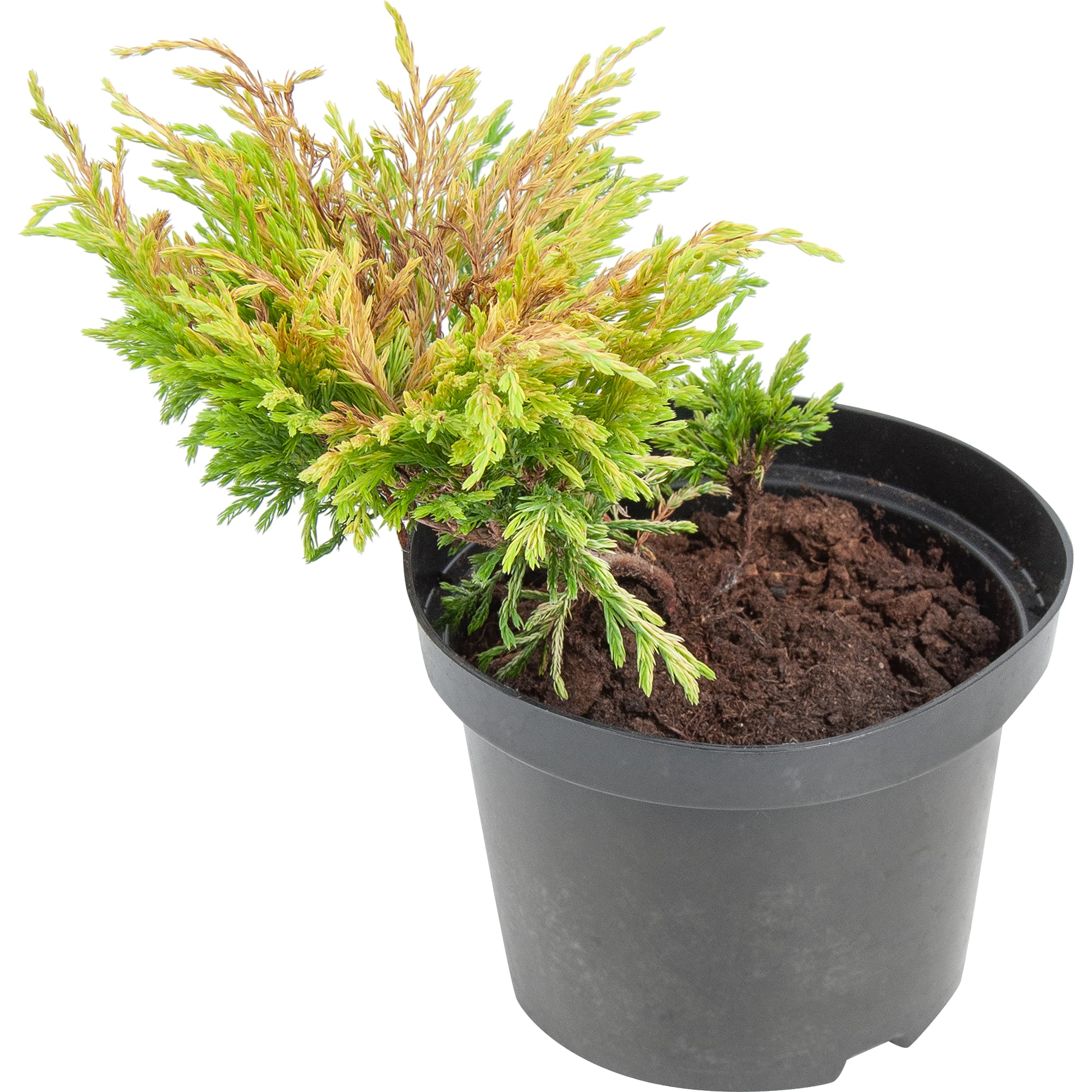 82601617 Можжевельник «Лайм Глоу» 17x40 см Santreyd 