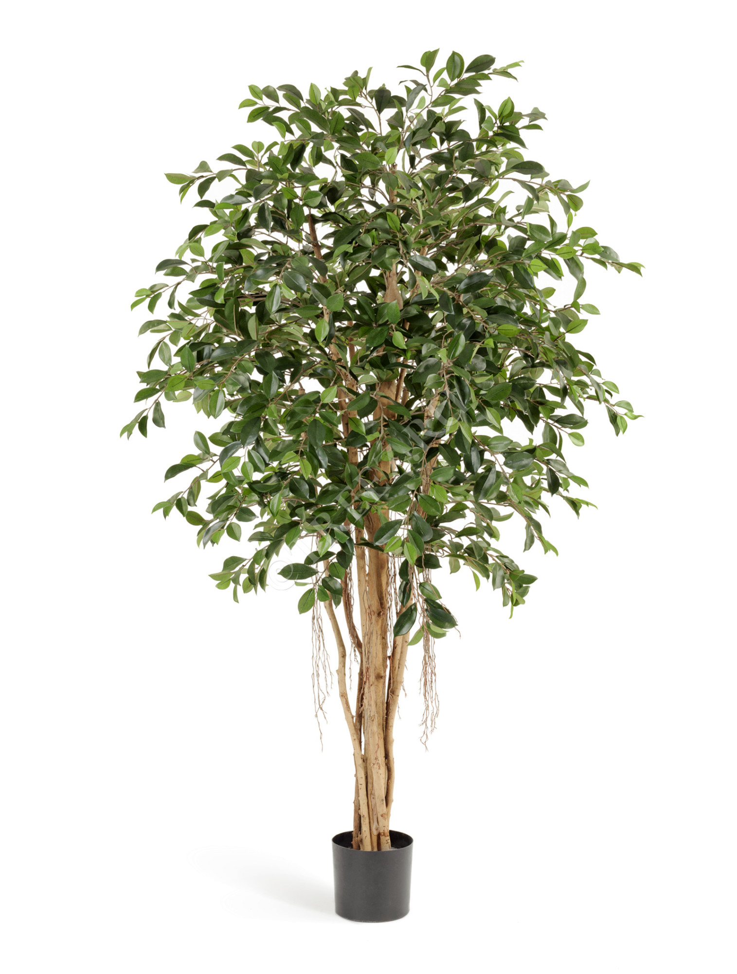 10.32905N Фикус Ретуса Цветочная коллекция 