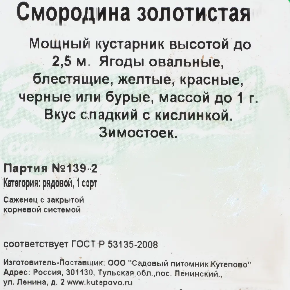 Смородина золотистая С2 30 см 82237810 STLM-2011443 Santreyd  - Вид №1