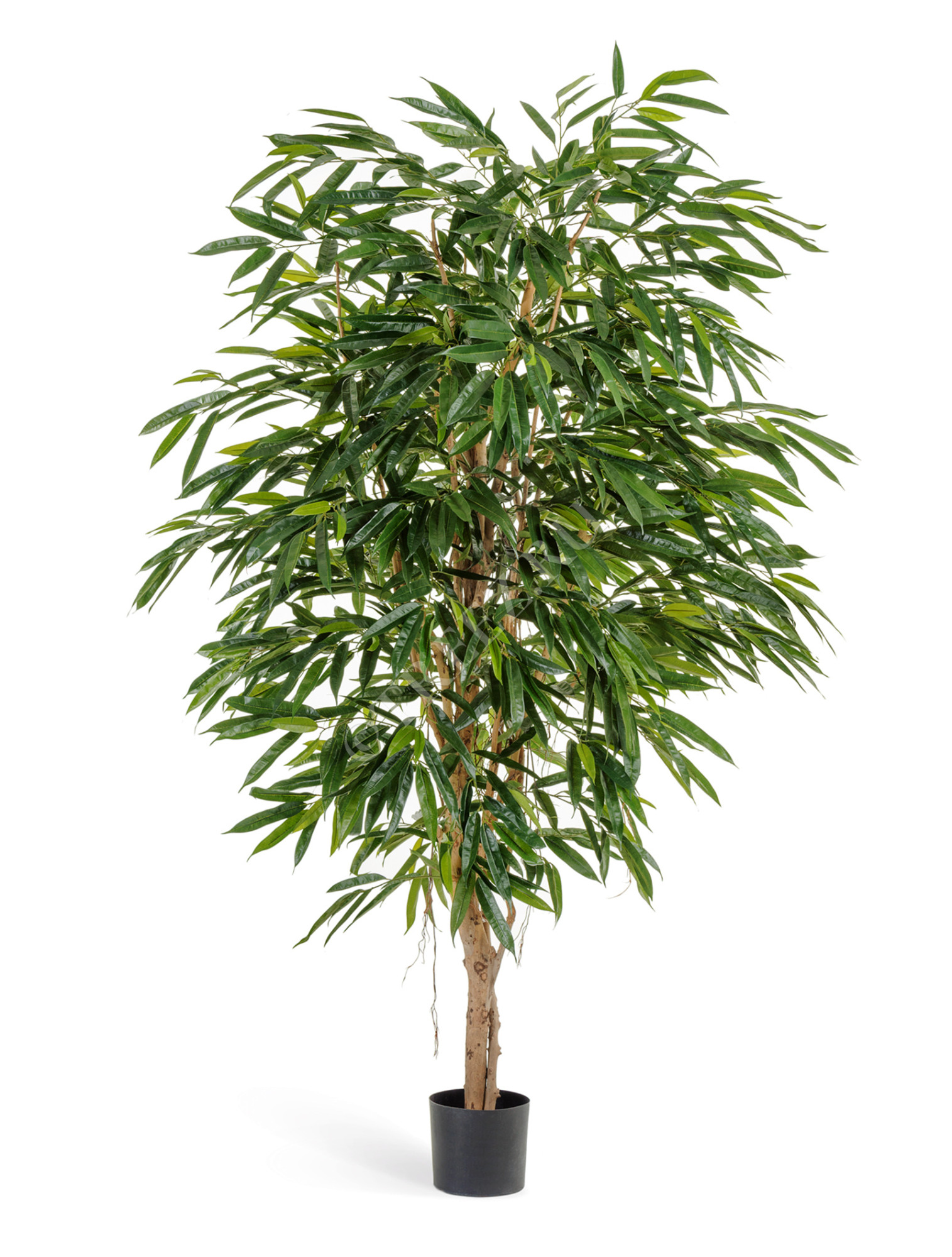 10.48307N Лонгифолия Роял Цветочная коллекция 