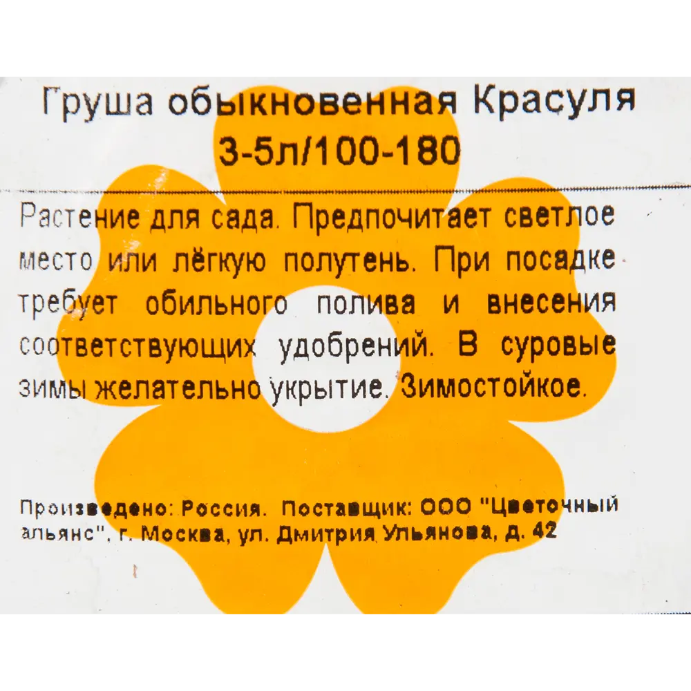 Груша обыкновенная «Красуля» 3-5 л высота 100-180 см 82601714 STLM-2185010 Santreyd  - Вид №1