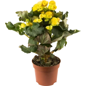 Бегония махровая микс d13 h35 82579542 STLM-2021850
