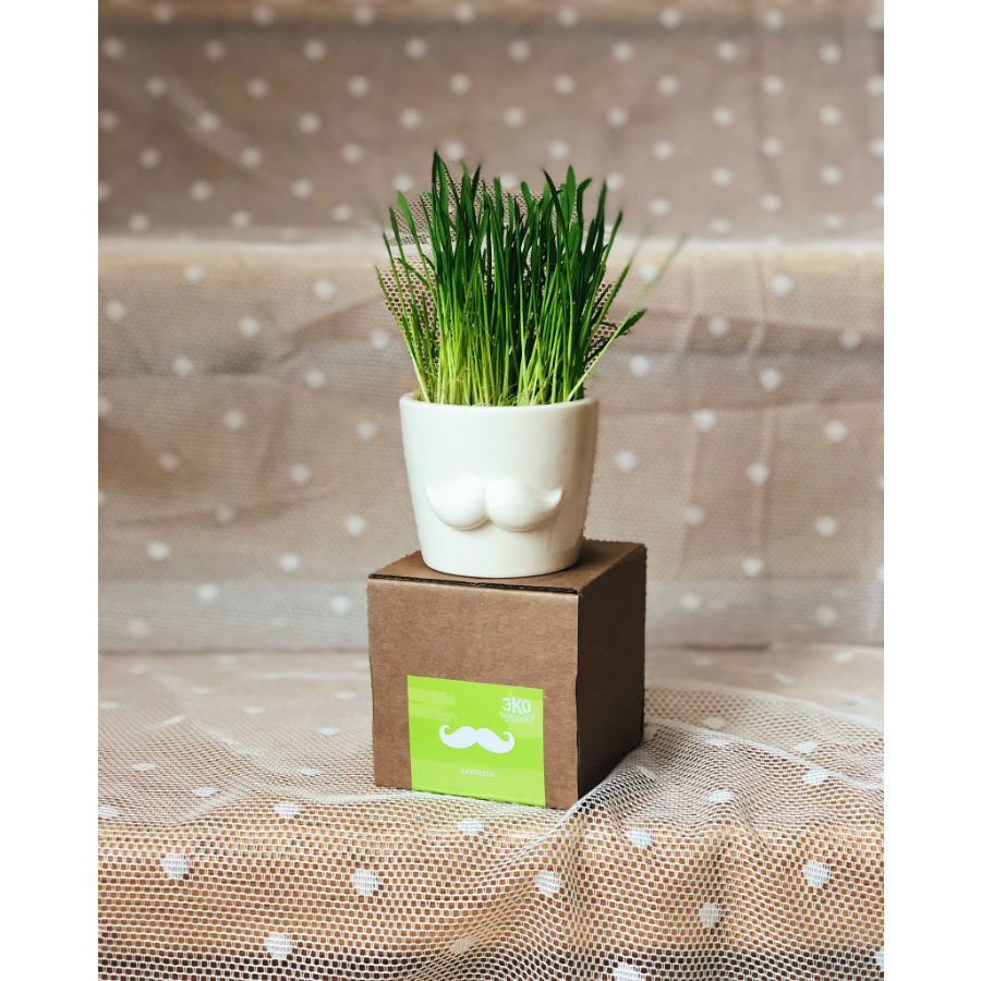 MIN-1-02 Набор для выращивания eco мини-кашпо «усы» Экочеловеки  - Вид №2