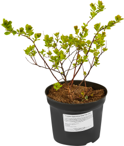 Саженец Спирея березолистная - многолетний цветущий кустарник 84815590