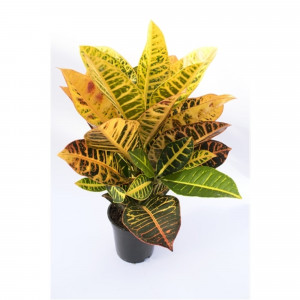 82578933 Кодиеум варигатум эксцелент 3pp d24 h70