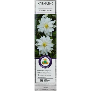 Клематис крупноцветковый Халина Нолл h200 см