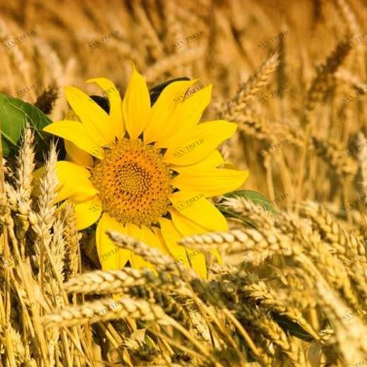 WP01487 Фотообои Verol Фотообои decoline 1х1 м