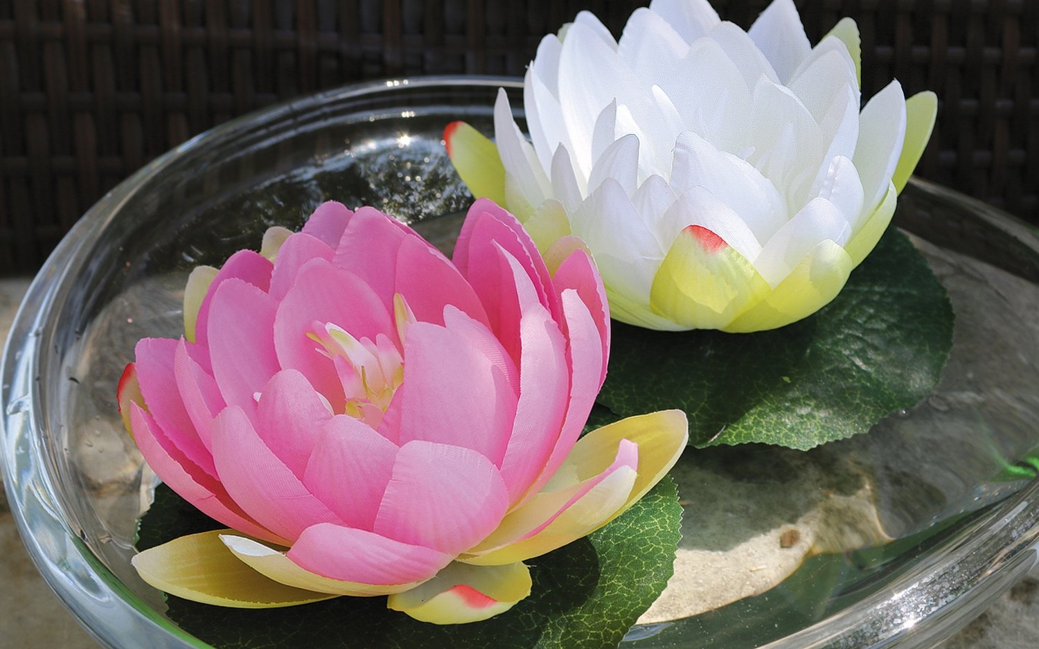 3865 778 a3 Шелковая кувшинка, плавающая, Ø 15 см, бежево-белая H-andreas  - Вид №5