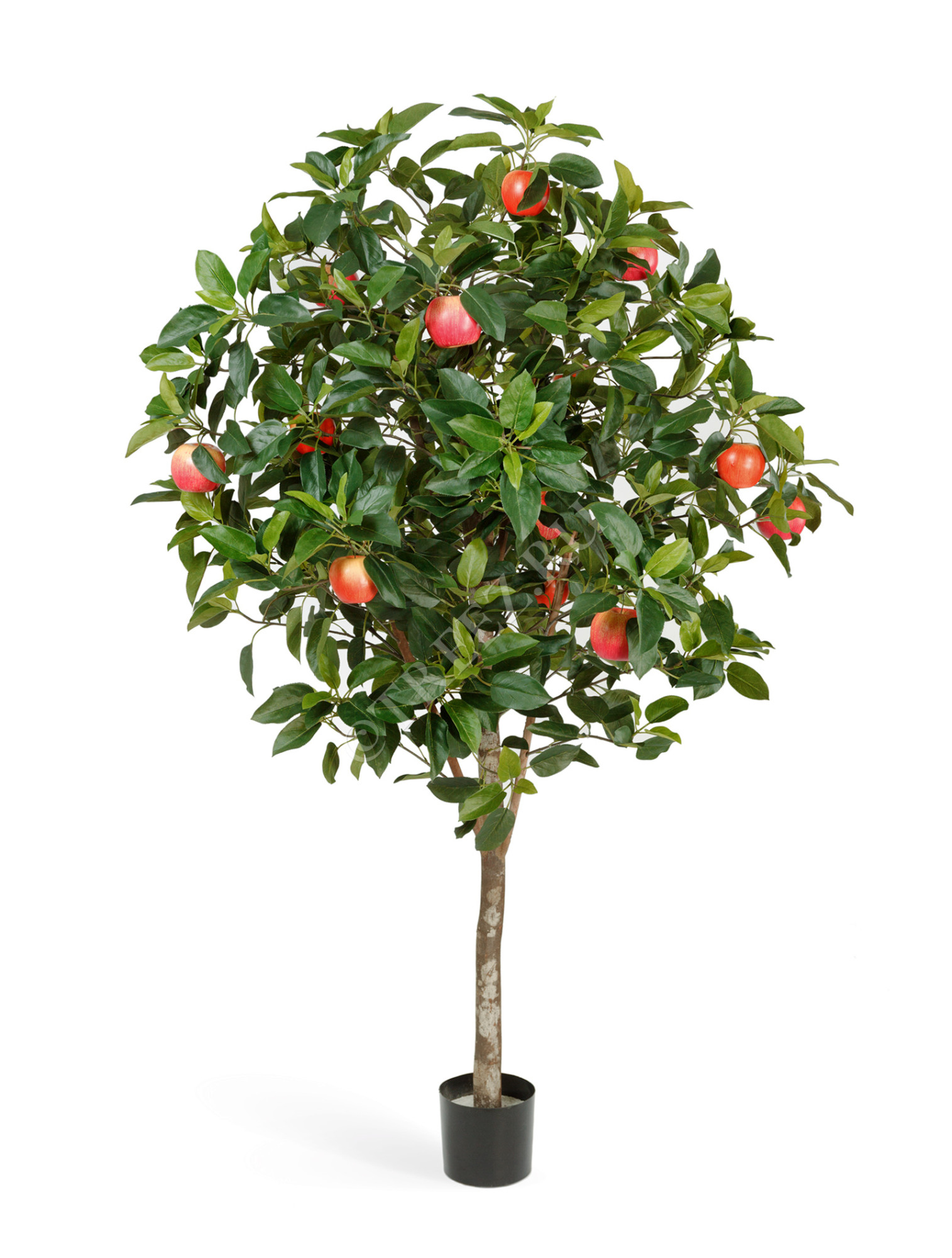 10.59506N Яблоня Цветочная коллекция 