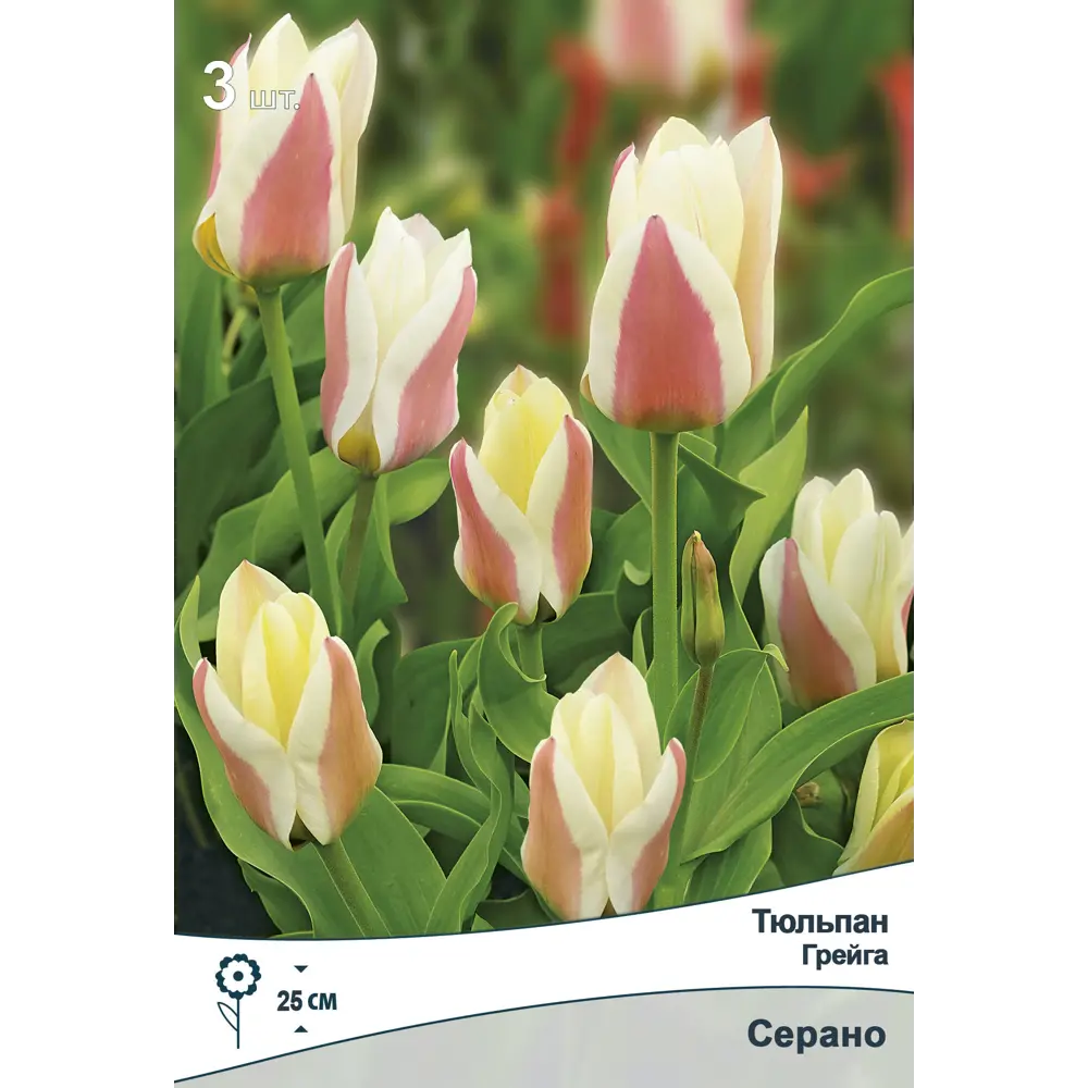 Тюльпан Грейга Серано ПОИСК - луковицы для изысканного сада 89381354 STLM-1565753