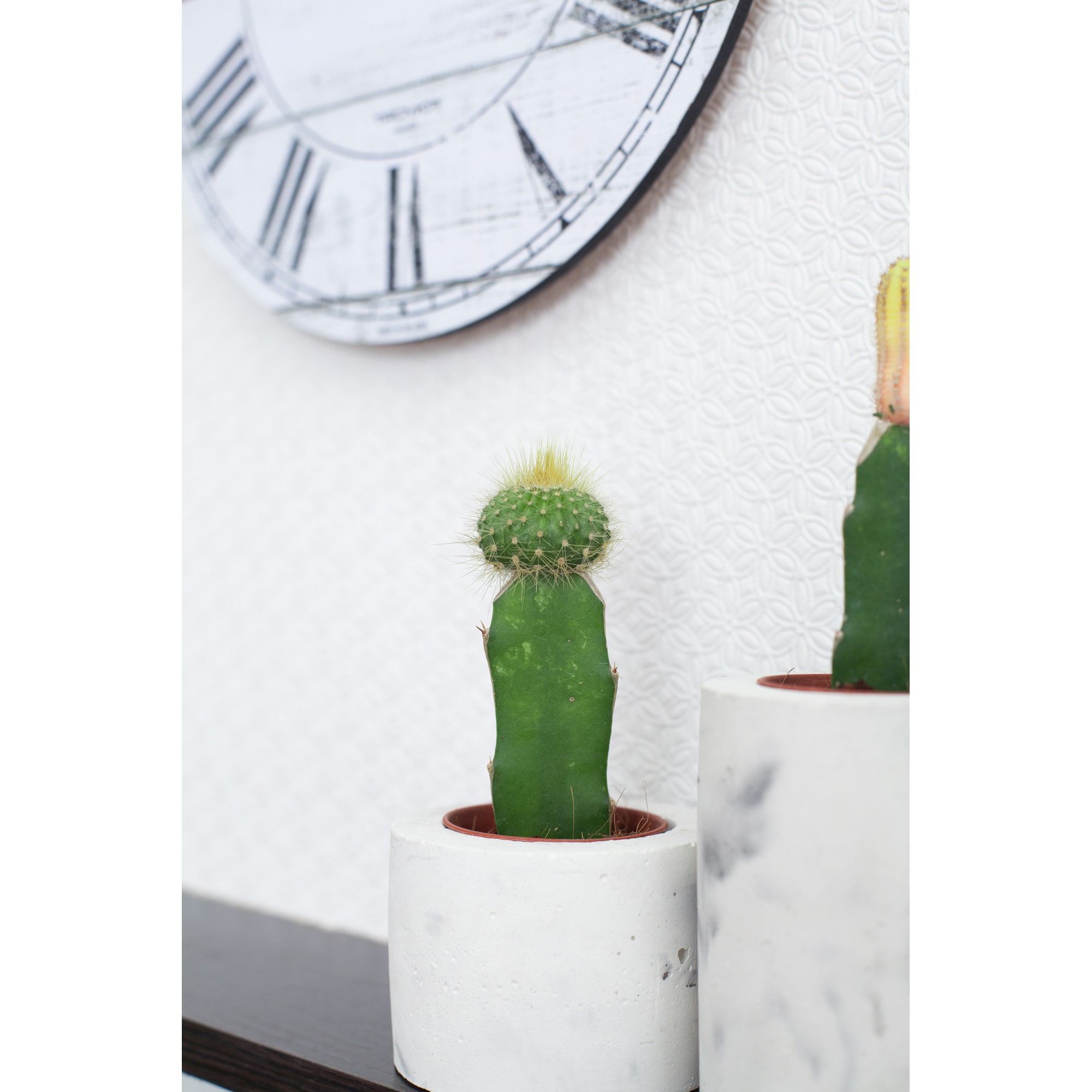 13533922 Гимнокалициум микс 85х15 см Santreyd  - Вид №3