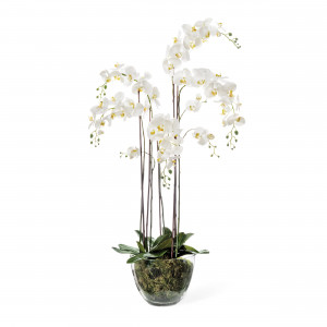 2000983190109 Орхидея Фаленопсис белая COSMO RED