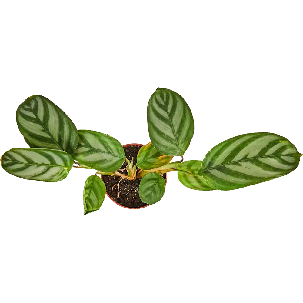 Santreyd Калатея мик - декоративное ампельное растение с узорчатыми листьями 82932710 STLM-0038099 - Вид №1