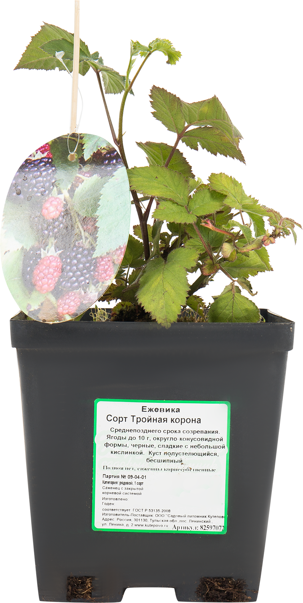 Саженец ежевики «Тройная Корона» Santreyd 82597072 STLM-0030988 - Вид №2