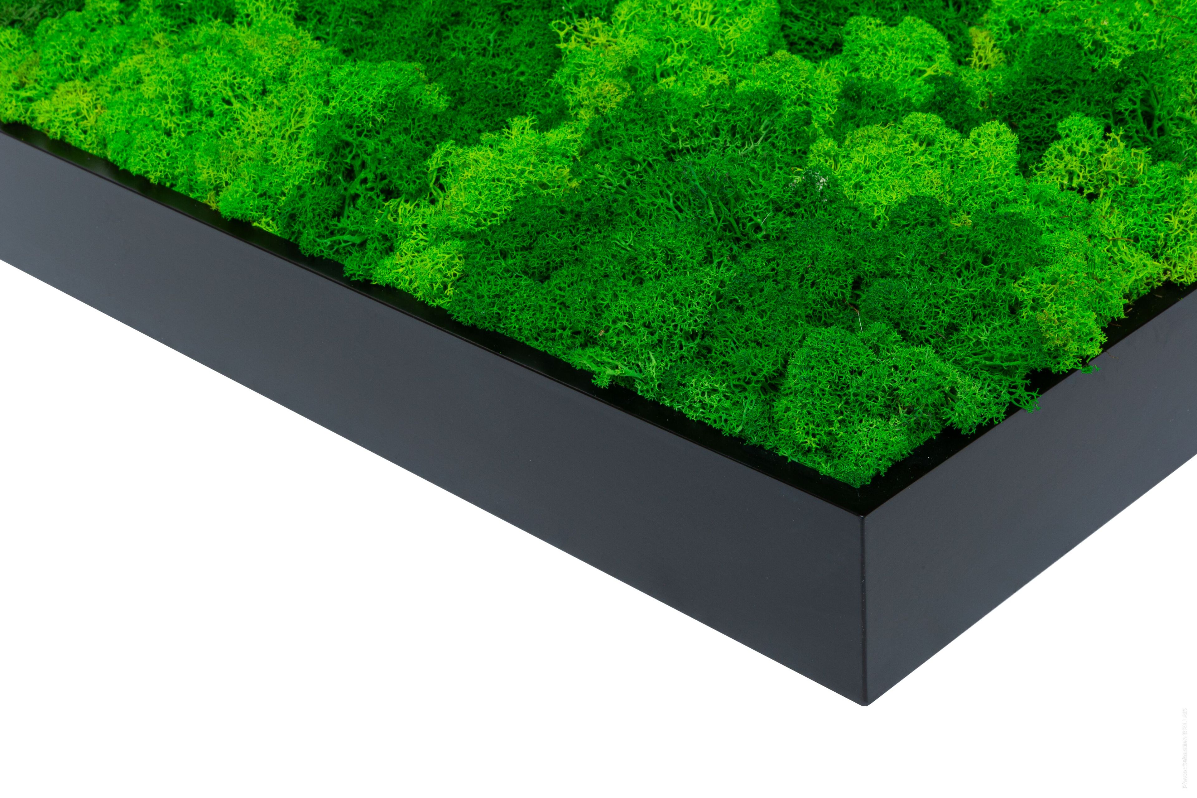 Растительная картина в лишайниках Tecsound PureKustik ARCH-00116004 - Вид №4