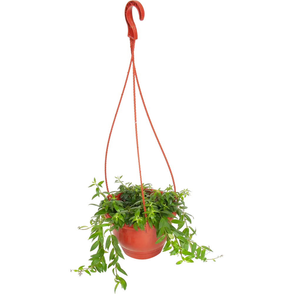 Santreyd Колумнея - ампельное растение с огненными цветами в кашпо 16 см 82649975 STLM-1544483