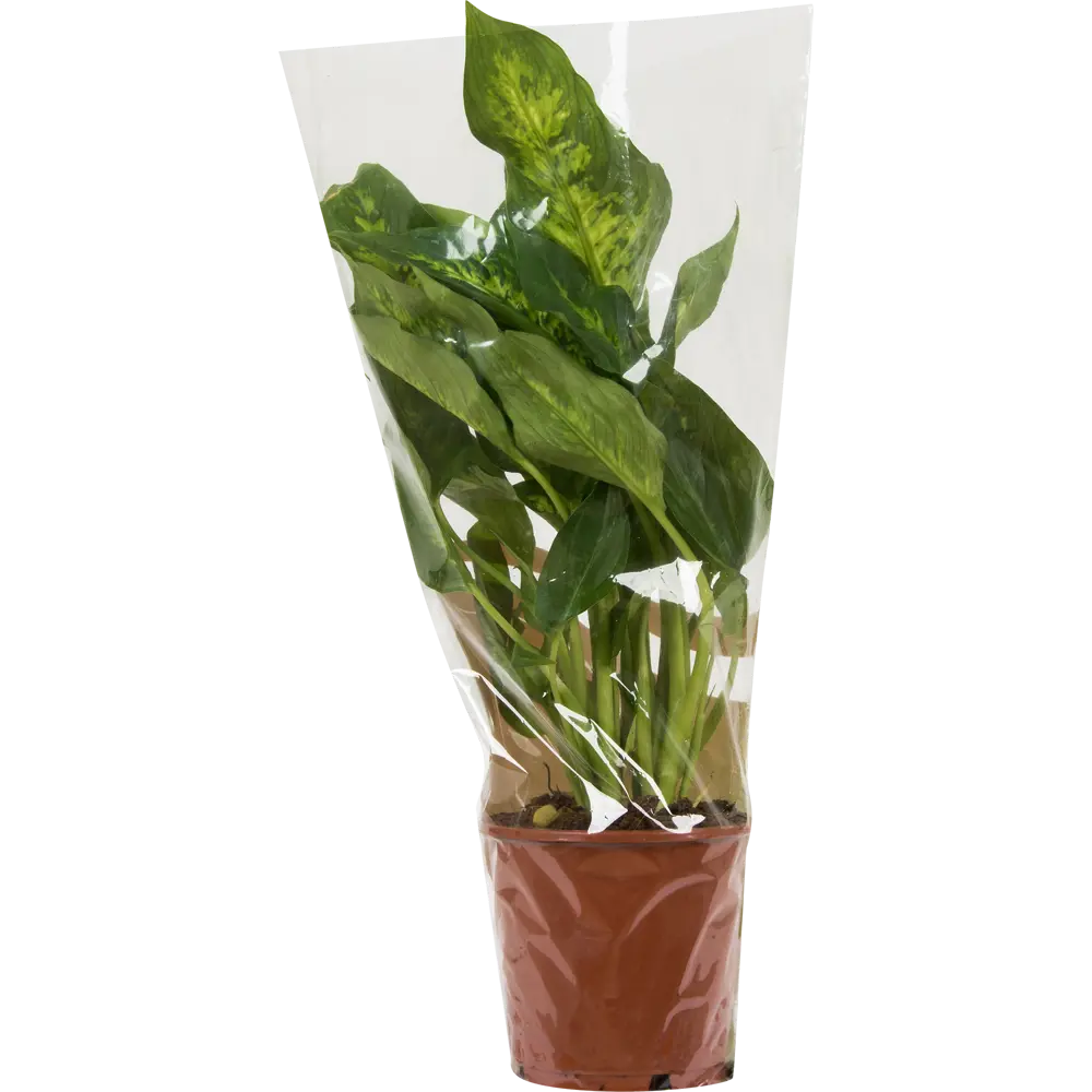 Диффенбахия микс Santreyd — тропическая роскошь для интерьера 14032361 STLM-0004205 - Вид №2