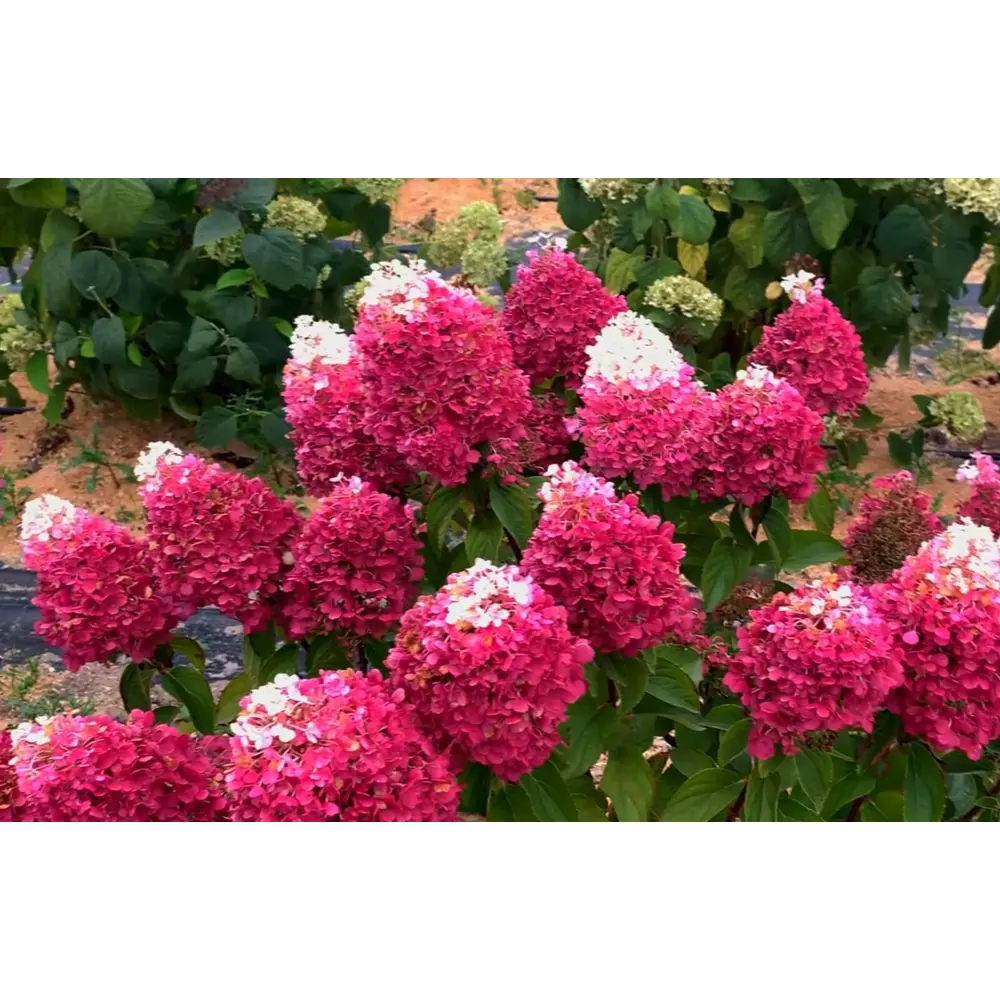 Гортензия метельчатая Строберри Блоссом ø15 h35 см PLANTMARKET STLM-2060699