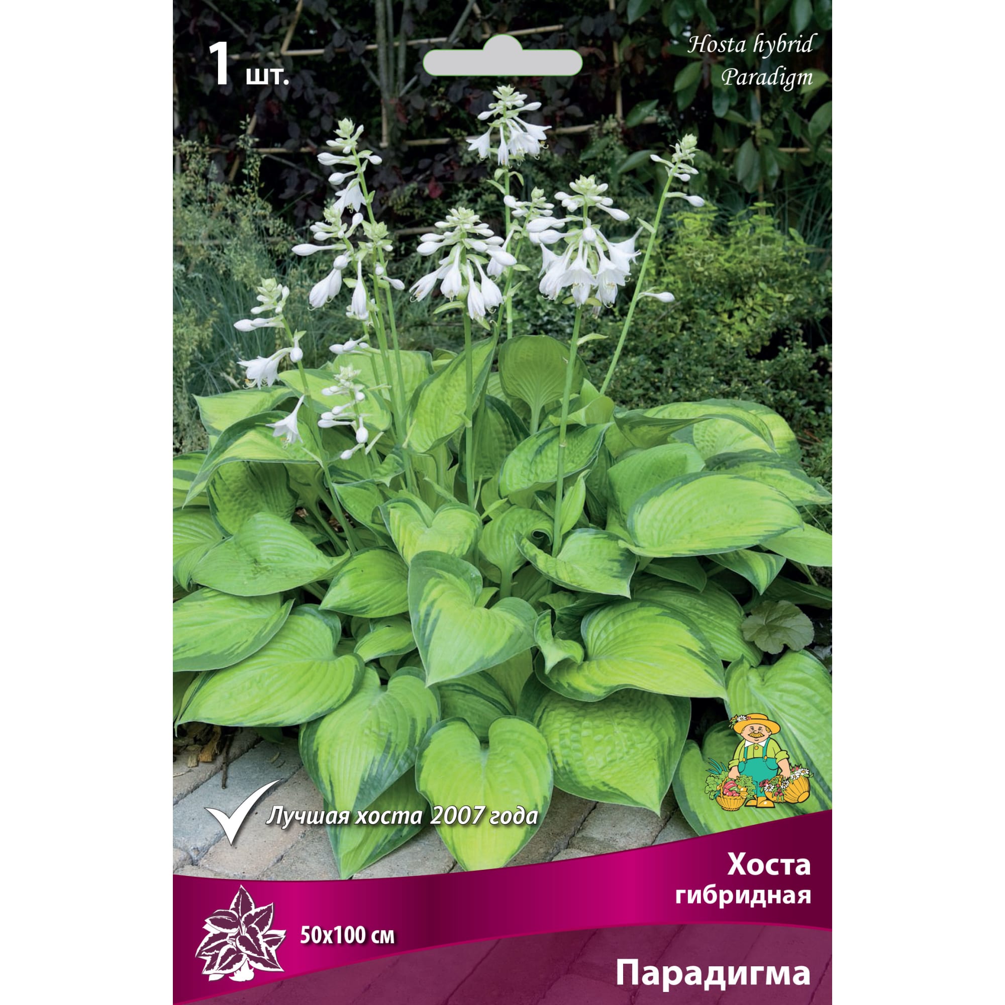 88294693 Хоста гибридная Парадигма луковица I Santreyd 