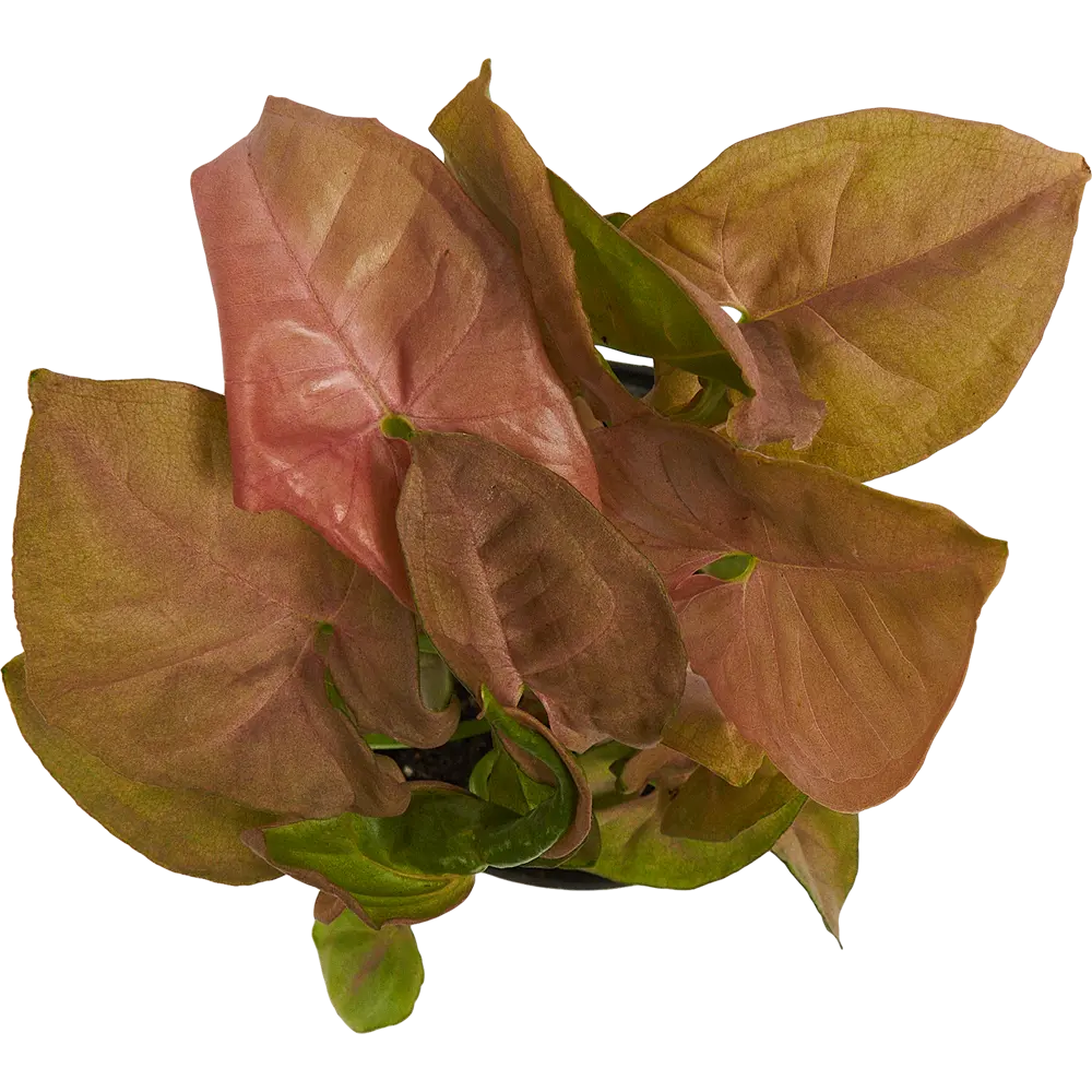 Santreyd Сингониум Неон Робуста — комнатное растение с розово-зелеными листьями 82741702 STLM-0035270 - Вид №1