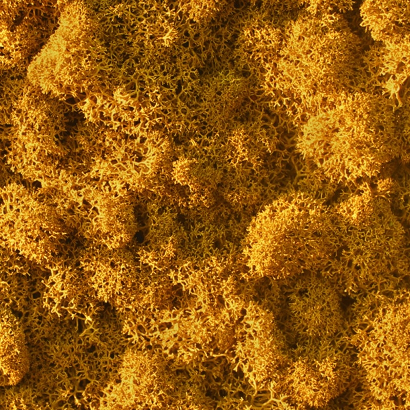 VER001 Лишайник Adriani e Rossi 01 Мох светло-зеленый  - Вид №14