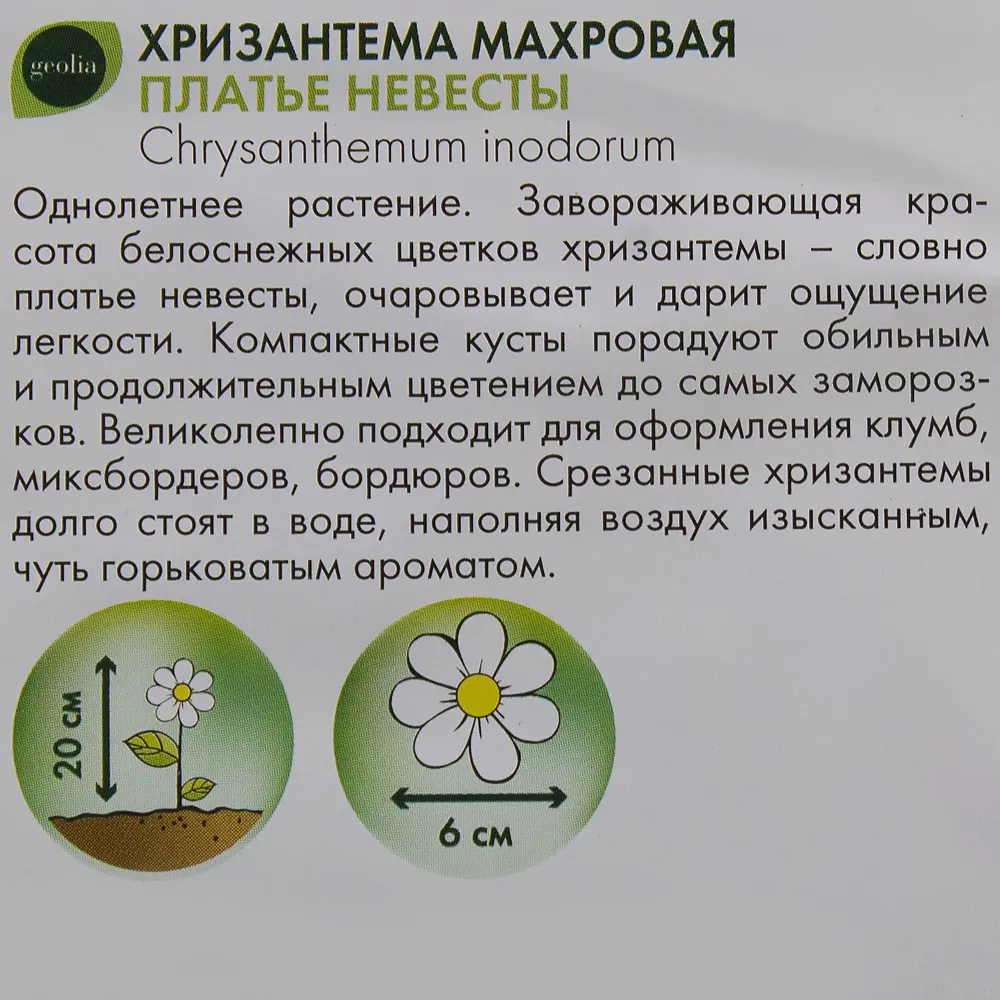 GEOLIA Хризантема махровая 'Платье невесты' - белоснежное украшение сада 17585640 STLM-0008397 - Вид №2