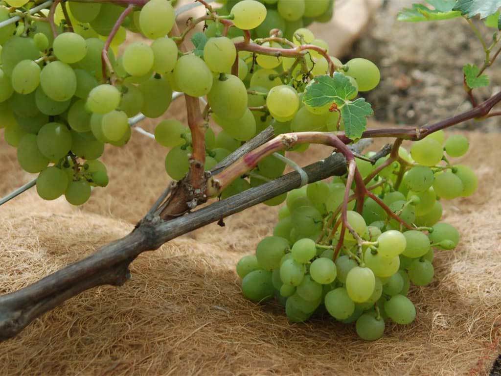 Мульча кокосовая Мульчаграм 0,75x6 м ГеоПластБорд GPBST-237 - Вид №3