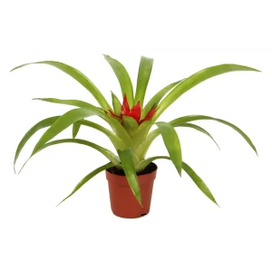 Гузмания Шарм красная - комнатное растение для современного интерьера 89373471