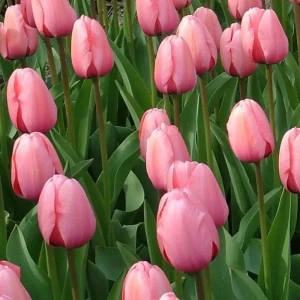 Тюльпан Pink Impression GEOLIA 11/12 18658951 STLM-2189320