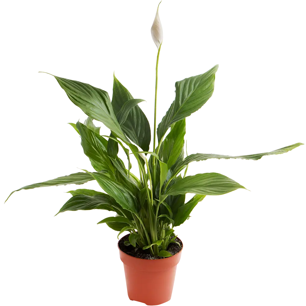 Спатифиллум Алана от Santreyd - элегантное женское счастье 14031377 STLM-0004203
