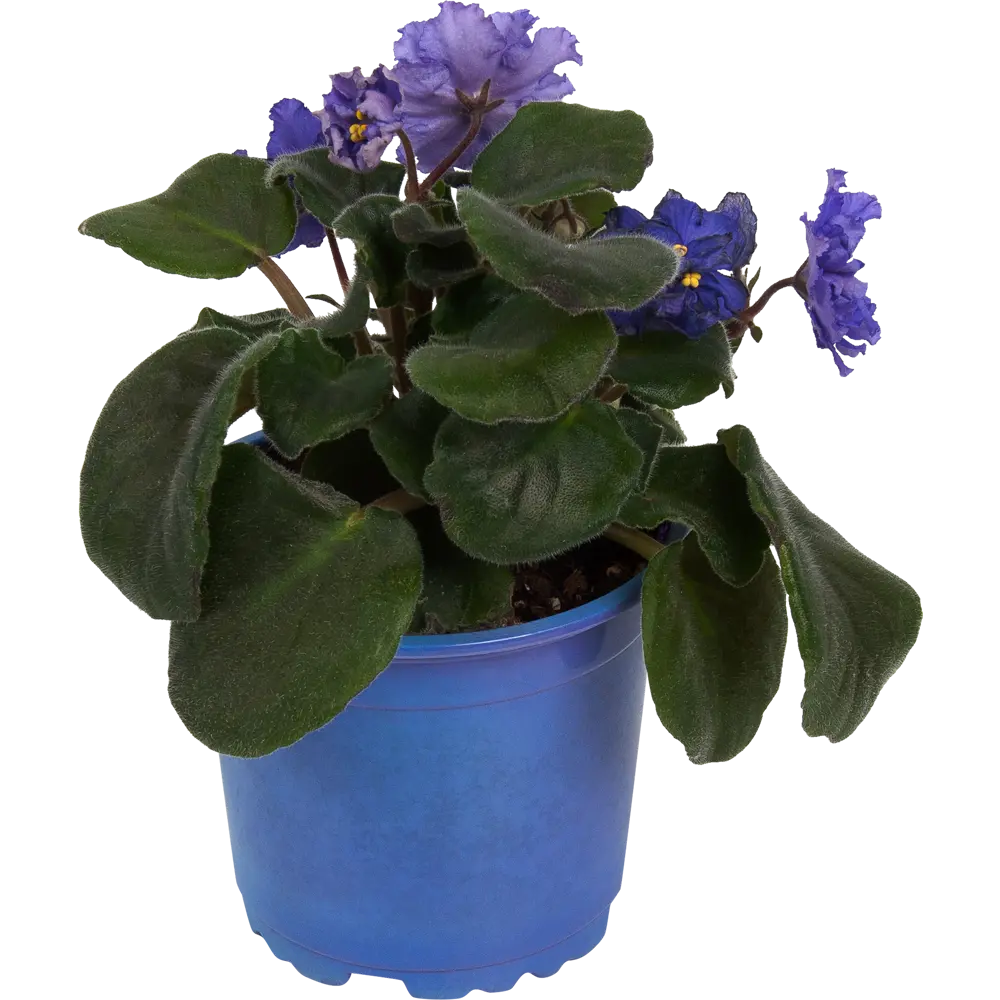 Santreyd Сенполия - Фиалка с роскошным фиолетовым цветением 83248139 STLM-1527473