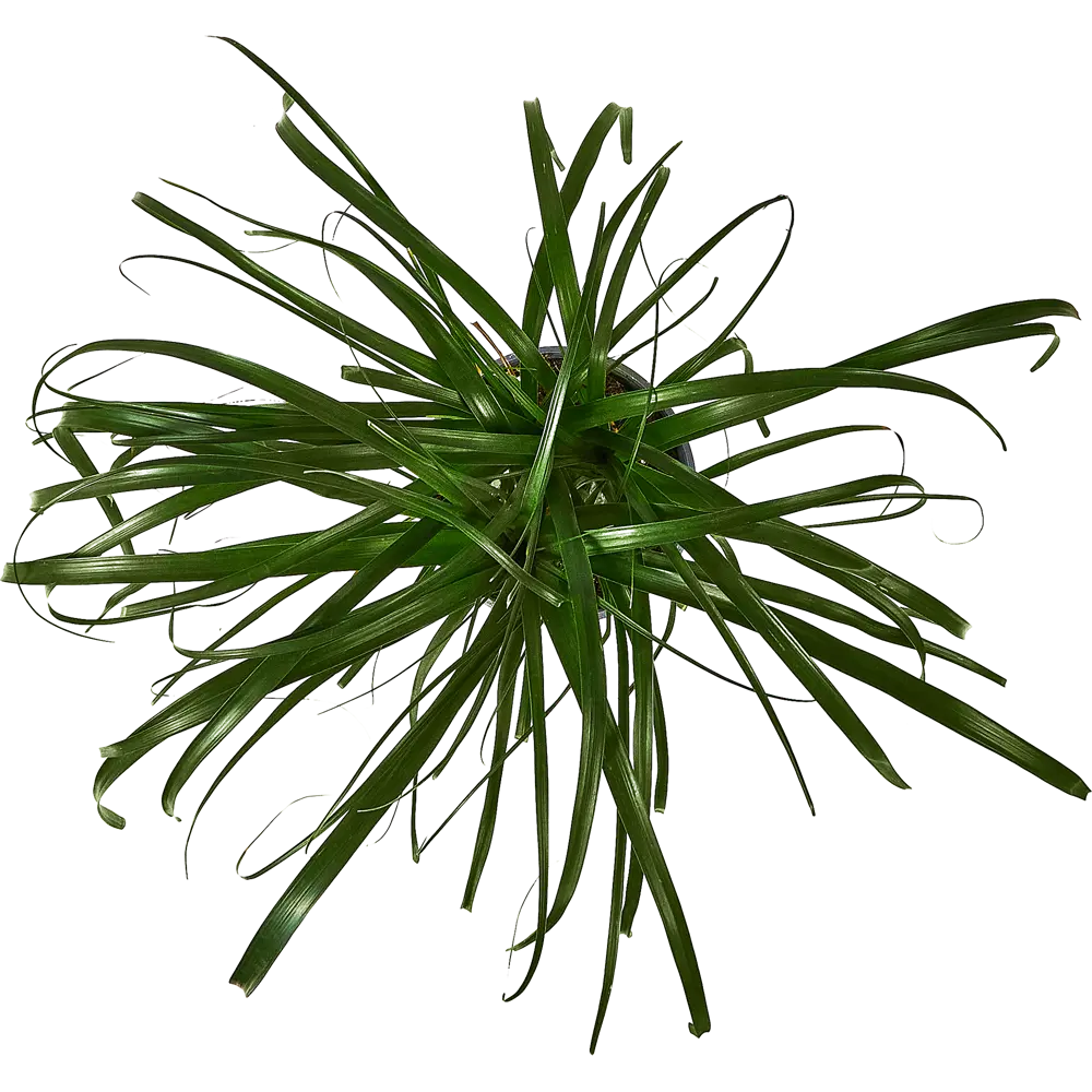 Santreyd Нолина 'Конский хвост' - комнатное растение с раскидистыми листьями 87959837 STLM-0962125 - Вид №2