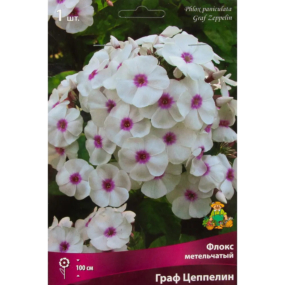 Флокс метельчатый Граф Цеппелин от Santreyd - белый с красным глазком 88294963 STLM-1395551