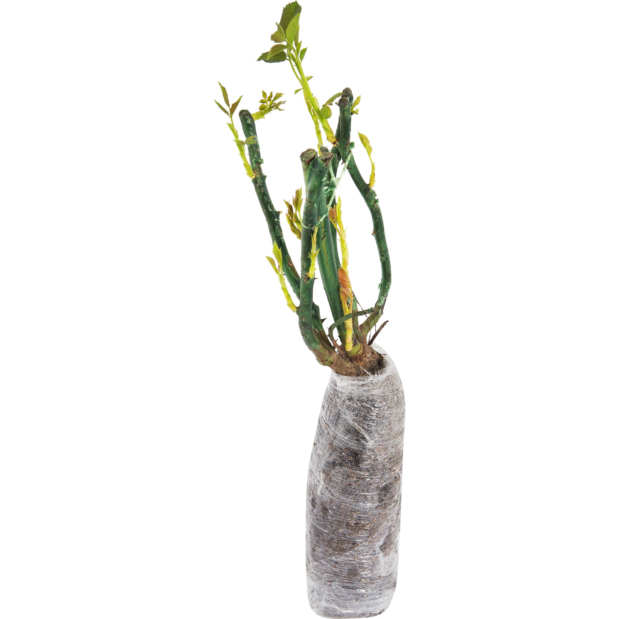 82142861 Роза парковая «Ред Бриллиант» в тубе Santreyd  - Вид №1