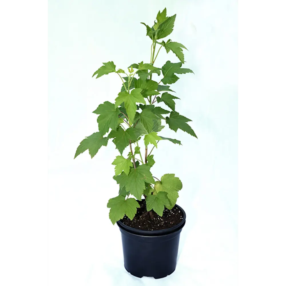 Смородина белая штамбовая Версальская от Santreyd - витаминный урожай в вашем саду 82219583 STLM-0952340 - Вид №2