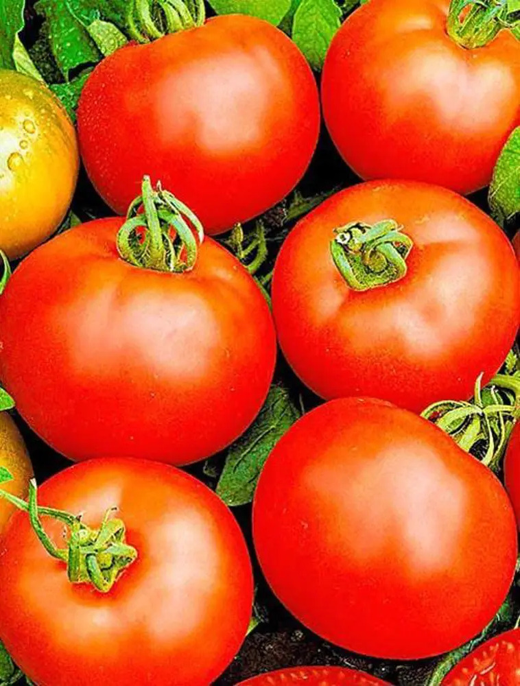 Семена томатов Agroni Белый налив - ранний урожайный сорт 89349097