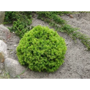 Santreyd Ель Альберта Глоб — декоративный хвойный шар для сада 89363795