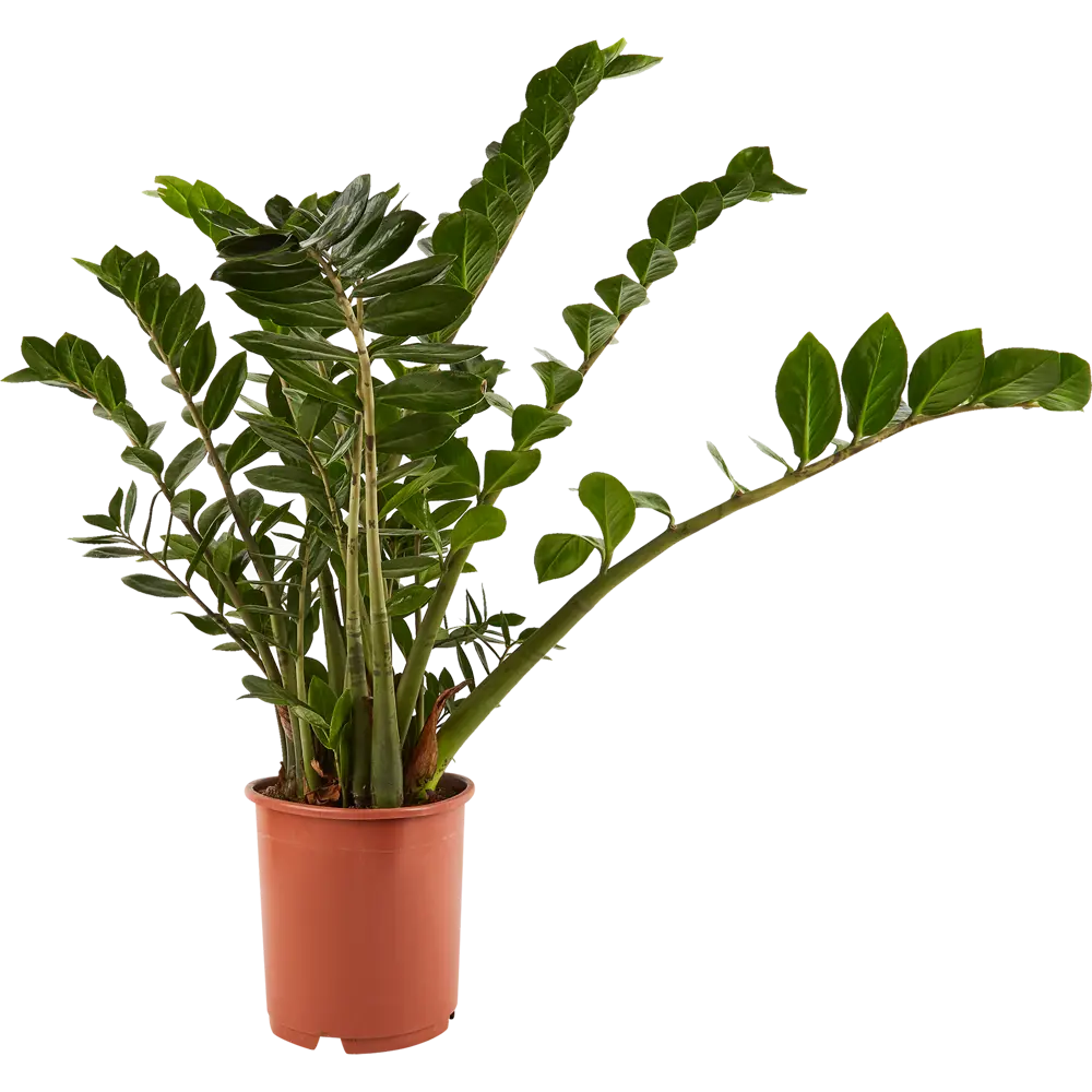 Santreyd Замиокулькас Росток - изящное комнатное растение для современного интерьера 84587064 STLM-0052405