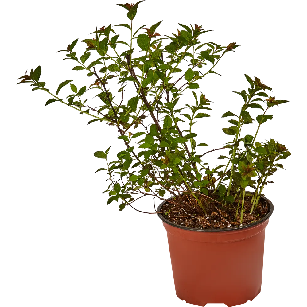 Santreyd Спирея Мерло Грин - декоративный кустарник с сезонной трансформацией 82585353 STLM-0030702