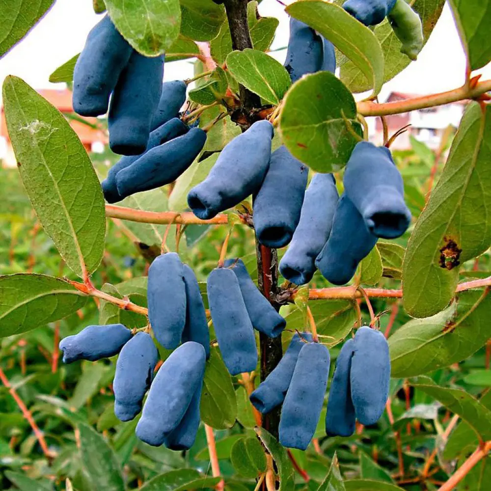 Саженец жимолости Длинноплодная съедобная h40 см 89421404 PLANTMARKET STLM-1571167