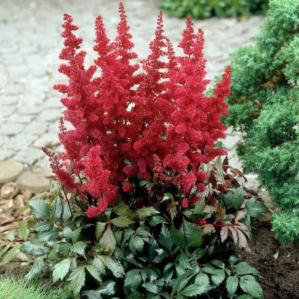 Астильба арендса Гранат C3 ø15 h30 см PLANTMARKET STLM-2054962 - Вид №3