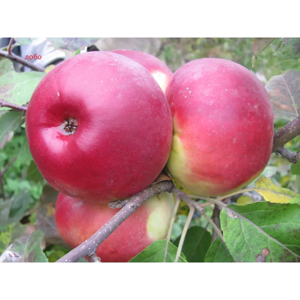 Яблоня «Медуница» 2 года 22x80 см 82625427 STLM-2204442 PLANTMARKET 