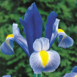 Ирис «Sapphire Beauty», 6х7 см 13065065 STLM-2032366