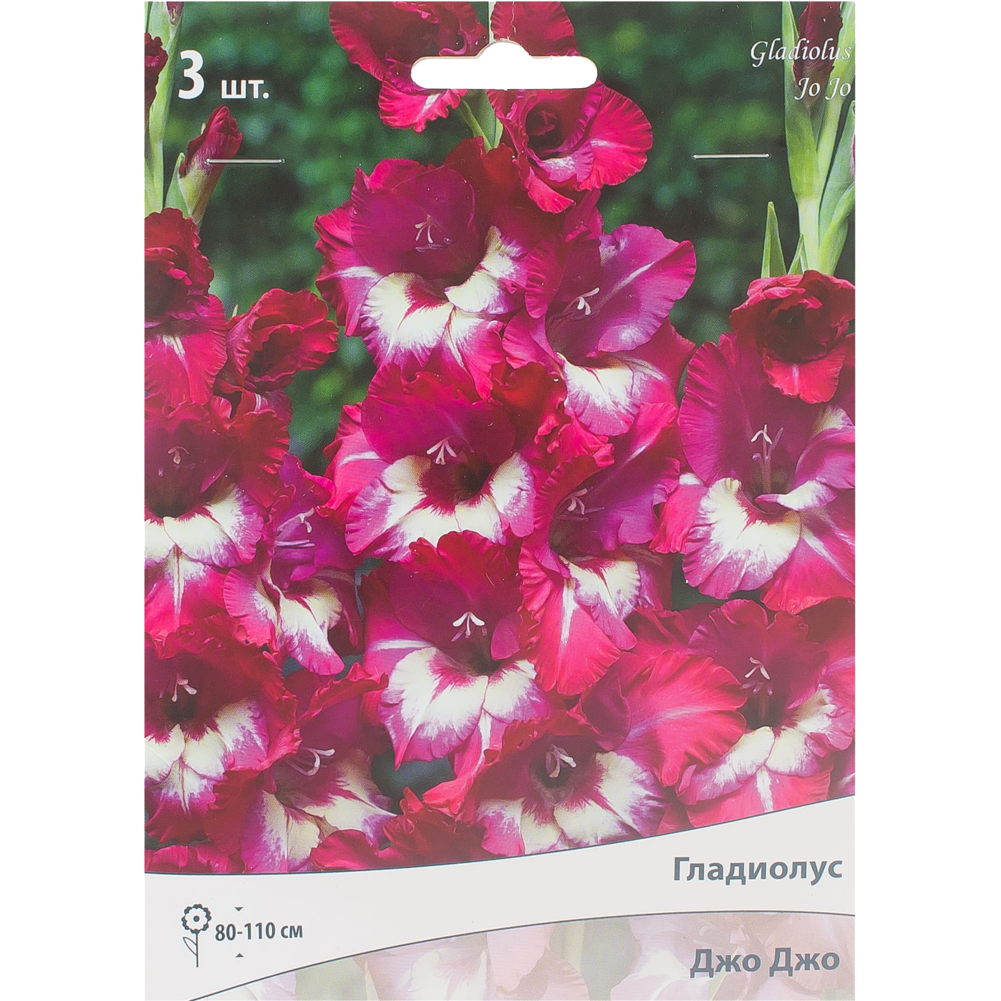 81945441 Гладиолус крупноцветковой «Джо Джо» Santreyd 