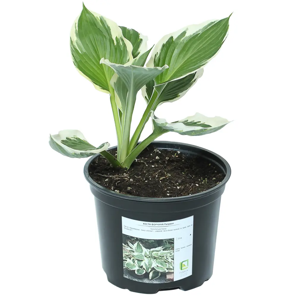 Хоста Форчуна «Патриот» от Santreyd - изысканный акцент для тенистого сада 81968611 STLM-0952751