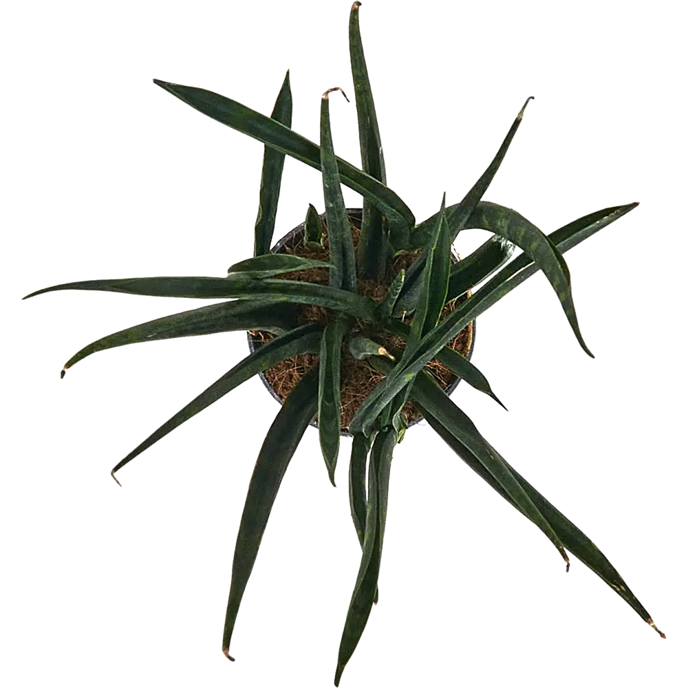 Сансевиерия Вернвуд Santreyd - изящный щучий хвост для интерьера 87959841 STLM-0076387 - Вид №2